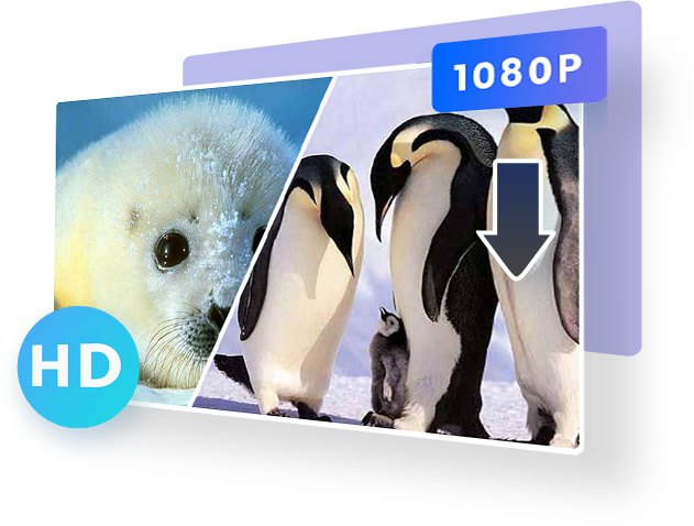 Discovery Plus Downloader features